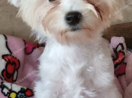 Maltese boy