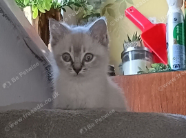Last boy reduced Ragdoll cross siamese kitten