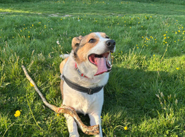 7 year old, Male, Mixed Breed