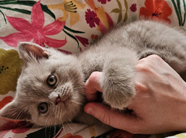 AVAILABLE FOR RESERVATION  FULL BRITISH SHORTHAIR KITTENS