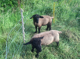 2 Suffolk mules , store lambs