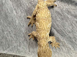 Male leachieanus gecko