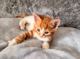 GORGEOUS KITTENS LOOKING FOR THEIR 4EVER HOMES