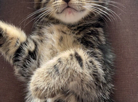 4 kittens needing good homes
