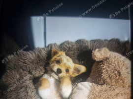 Pomchi