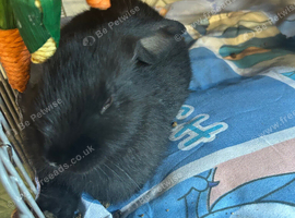 Baby rabbits