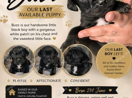 Cockerbulls Puppies