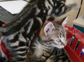 Bengal cross kittens