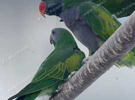 Derbyan parakeet