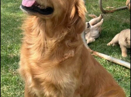 Golden Retriever Puppies &ndash; 3 Boys & 3 Girls Available