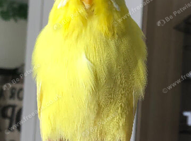 Tame baby female Exhibition budgie