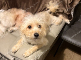 Chinese Crested Cross Pomeranian Puppies for Sale