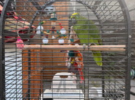 Amazon parrot