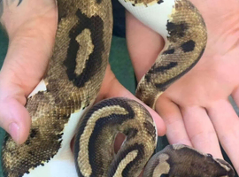 Lovely Male Piebald Orange Dream Royal Python