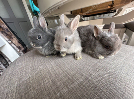 Lovely Netherlands dwarf baby rabbits.