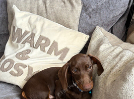 Miniature Dachshund