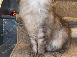 2 year old Maine coon