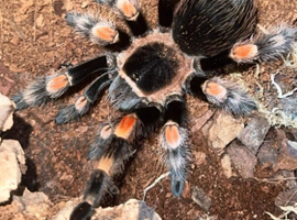 Stunning juvenile B.hamori (Mexican red knee)
