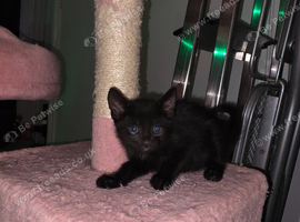 Female kitten looking for a good home