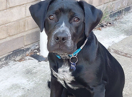 Labrador Cross