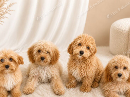 Cavapoo puppies, fully vaccined & health checked