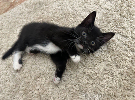 Black and white kitten
