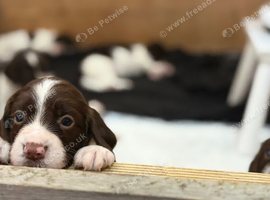 Female English Springer Spaniel Puppy