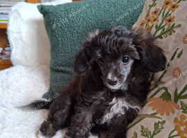 Papillon x toy poodle v small