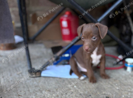Jack Russell x patterdale