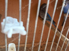 Blue budgie and blue black wing