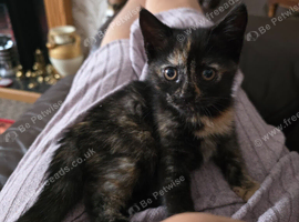 Tortachelle kitten