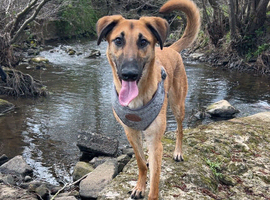 German shepherd x whippet