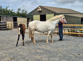 Broodmare