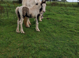 Piebald cob filly