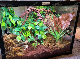 Crested gecko