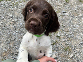 Ready Now!!! springer spaniel Boys