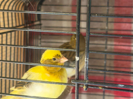 Young fife canaries