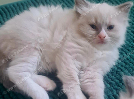 Ragdoll kittens for sale