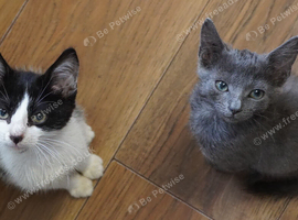 Last 2 Kittens Left ( Grey &pound;50 Black&White &pound;30) nr Canterbury/Dover PLEASE READ FULL AD