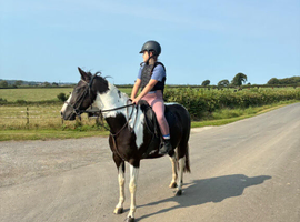 14hh approx 6 yr old ridden gelding