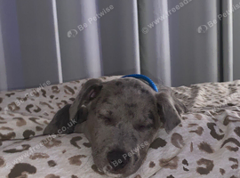 Puppy for sale