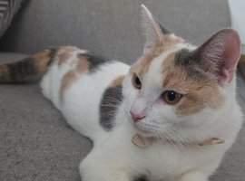 Beautiful dilute calico female