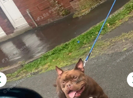 Male micro bulldog