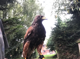 Male Harris Hawk