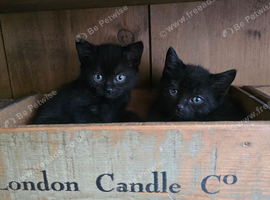 Adorable kittens for sale