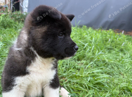 American Akita
