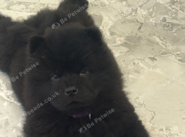Chows ready and reduced !!