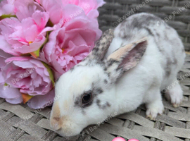 Baby mini rex bunnies ready to leave now