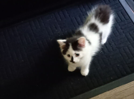 1 very cute girl kitten