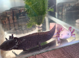 Axolotl male and female